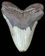 Bargain, Megalodon Tooth - North Carolina #54902-1